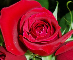 he many uses of the rose in cosmetics