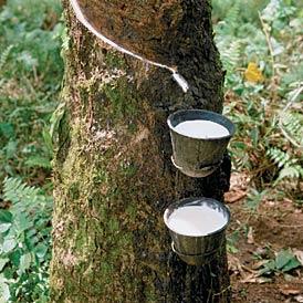 Rubber cultivation to be pushed in the north-east