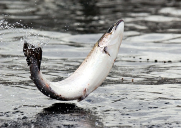 Lower net fishing helps salmon recovery in Scottish rivers