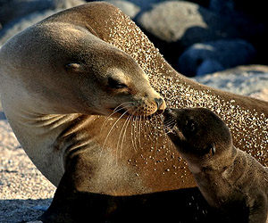 Sea lions attract thousands to San Francisco wharf