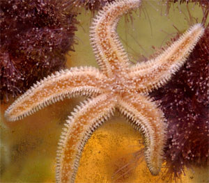 How sea stars stay cool to beat the heat