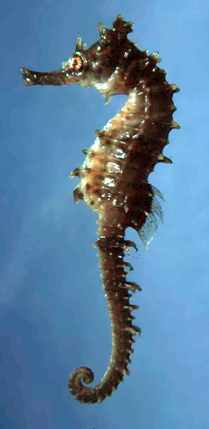 Seahorse.jpg