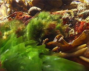 Seaweeds fast endangering coral reefs