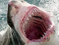 Big dark eyes were scary, evil, says shark attack victim