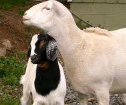Sheep, goats get pricey as Kashmiris shop for Eid