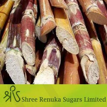 Shree-Renuka-Sugars