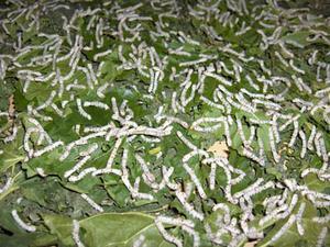 What attracts silkworms to mulberry leaves revealed
