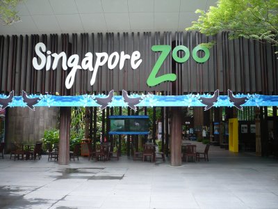Singapore  Incident Pictures on Singapore   Three White Tigers At The Singapore Zoo Attacked And