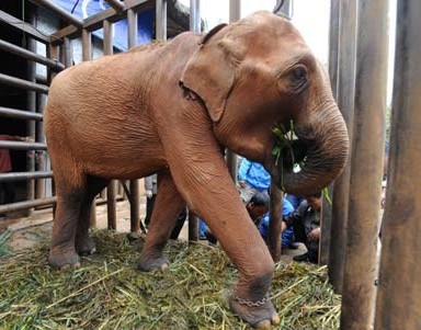 Smuggled elephant tusks seized in Vietnam