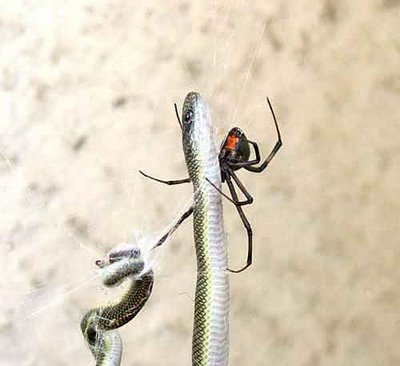 Snake and spider collection destroyed by fire in Brazil