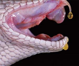 ‘Protein’ Present In Snake Venom Could Advance Drug Development