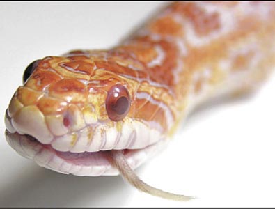 Snakes use their scales and friction to slither on flat surfaces