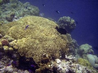 Ocean conference agrees to protect South-East Asia Coral Triangle