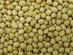Commodity Outlook for Soyabean by KediaCommodity