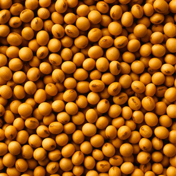 Soybean