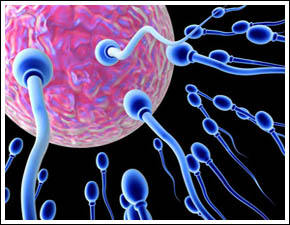 Sperma   Berenang