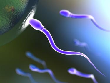 Sperm