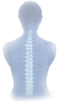 Link between protein transport, spinal cord development established