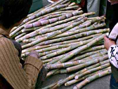 Uttar Pradesh farmers call off stir for higher sugarcane price