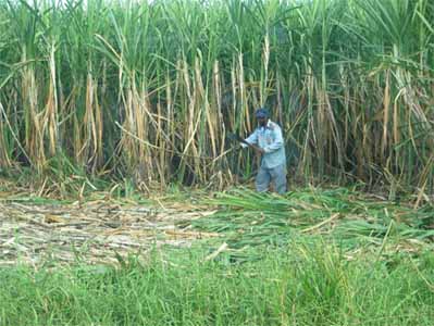 Government confirms decline in Sugarcane output by 17 pc