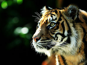Sumatran tiger population rises in Indonesian park 