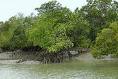 Sunderbans faces fresh tidal wave threat