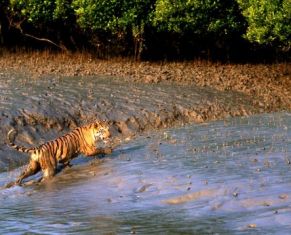 Joint India-Bangladesh panel for Sunderbans conservation