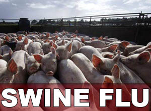 Cybercrooks take advantage of swine flu hysteria