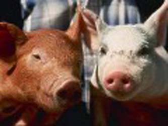 Swine flu fear in Bangalore