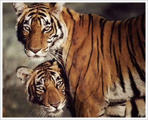 China’s approved sale of endangered animal products spells doom for Indian tigers