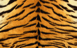 Three arrested with tiger skin