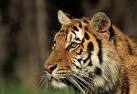 Indian tiger faces