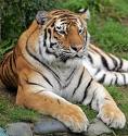 Nokia Joins Hand With WWF India To Save Tigers