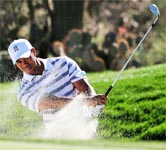 Tiger fever grips Australia