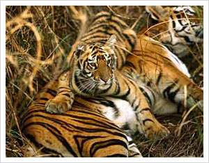 160 tigers short, Uttar Pradesh blames census technique!