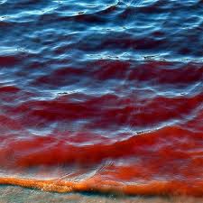 Saline hiding places for bacteria in Rio Tinto `may be similar to those on Mars` 