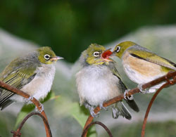 Tiny birds have more complex songs than big birds