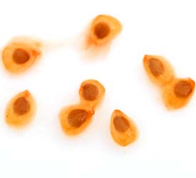 Tomato Seeds Promise New, Safe Way To Fight Stroke, Heart Problem