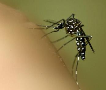 Training for health experts for dengue: MCD