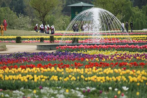 Asia’s largest Tulip garden opened ahead of set date