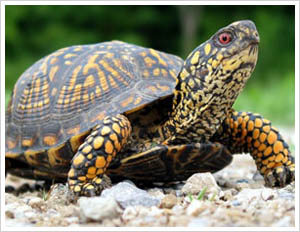 Scientists to track journeys of two marine turtles around world’s oceans