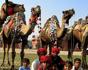 UAE to launch camel festival in January