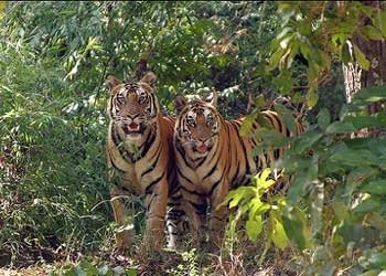 Valmikinagar Tiger Sanctuary