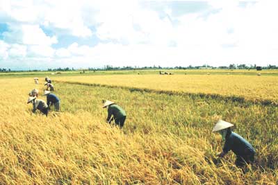 Vietnam rice exports up sharply in first seven months 