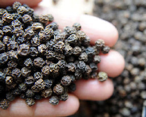 Vietnam-pepper