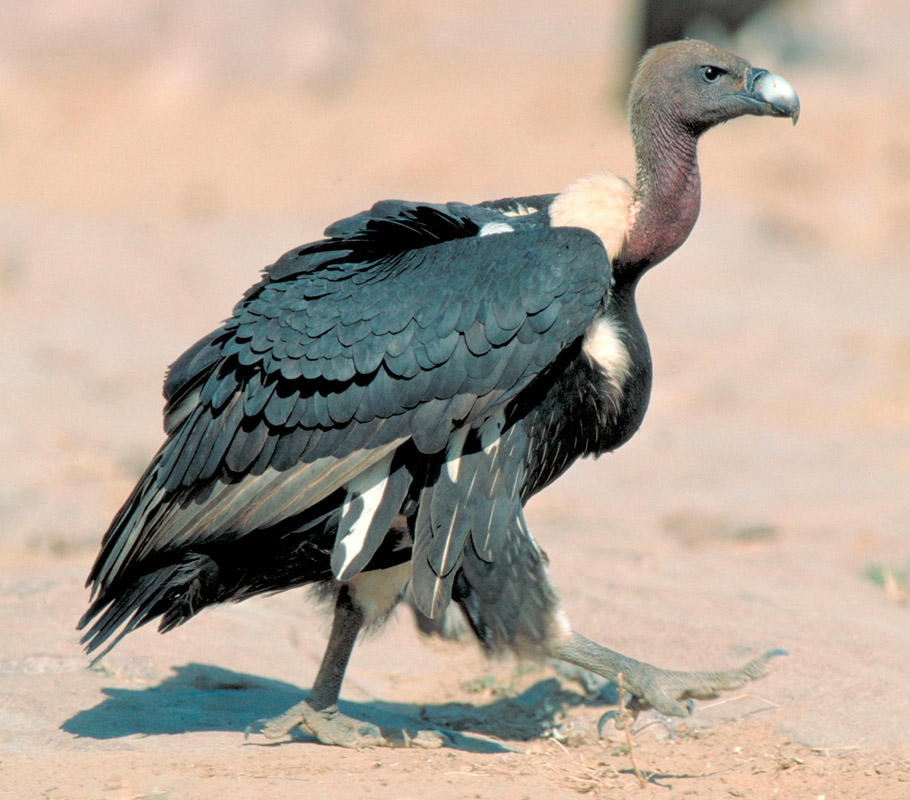 Veterinary drug Diclofenac responsible for vulture decline