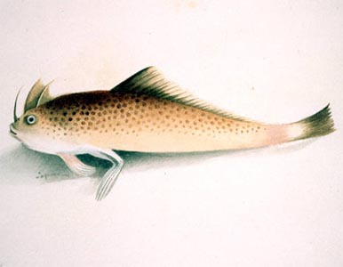 “Walking fish” found in England