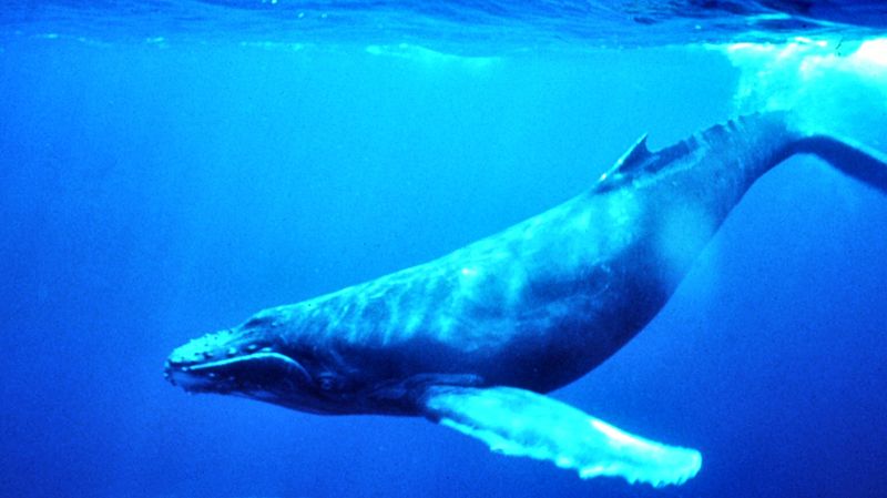 Excitement at humpback whale visit to Baltic Sea 