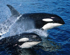 Scientists use stockings to test whales'' sex drive!
