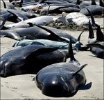 Whales die in Australian stranding